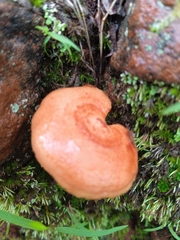 Lactarius salmonicolor