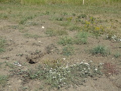 Solidago missouriensis