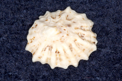 Patelloida corticata