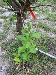 Citrus paridisi