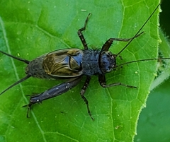 Allonemobius fasciatus