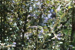 Ceanothus