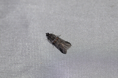 Acrobasis tricolorella