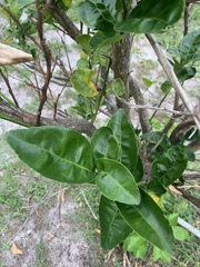 Citrus paridisi