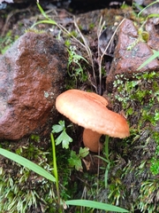 Lactarius salmonicolor