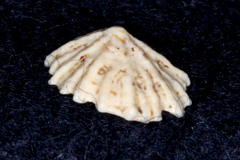 Patelloida corticata