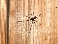 Eratigena atrica
