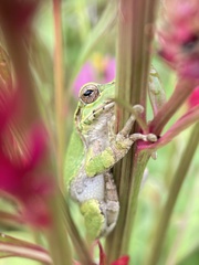 Hyla japonica