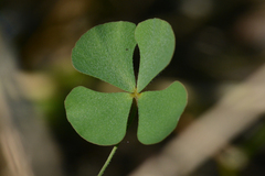 Zaluzianskia vestita (Zaluzianskia vestita)