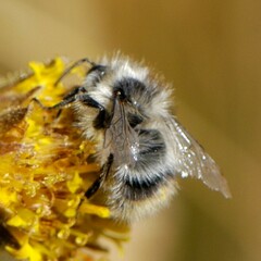 Bombus frigidus