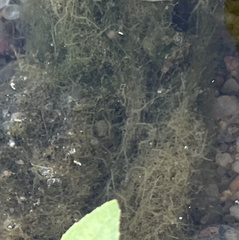 Hydrodictyon reticulatum