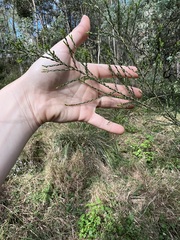 Melaleuca irbyana