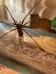 Eratigena atrica