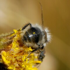 Bombus frigidus