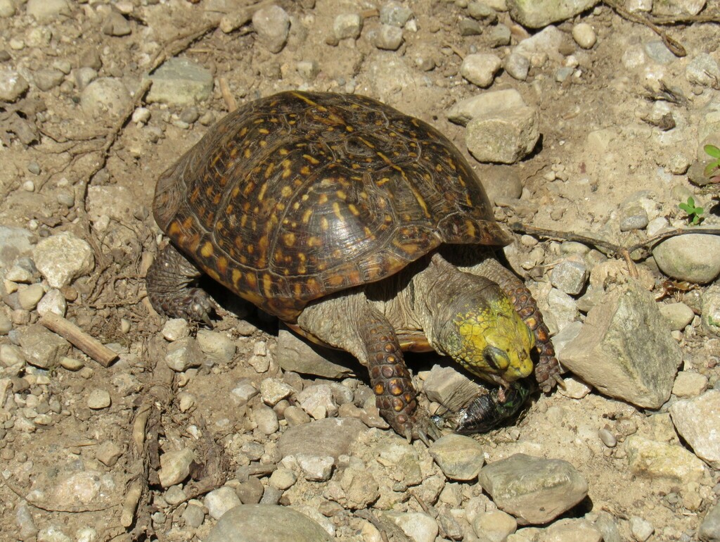 Desert Box Turtle in August 2022 by smwhite. Eating cicada. 8/31/2022 ...