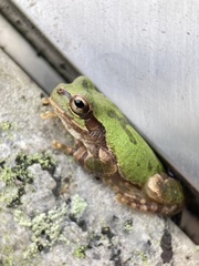 Hyla japonica