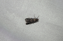 Acrobasis tricolorella