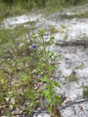 Trichostema dichotomum
