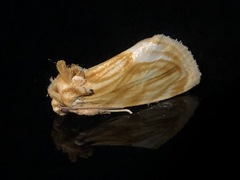 Cirrhophanus triangulifer