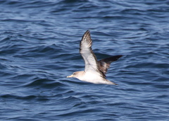 Calonectris diomedea