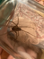 Eratigena atrica