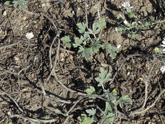 Sphaeralcea coccinea