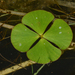 Water Clover - Photo no rights reserved, uploaded by Braden J. Judson