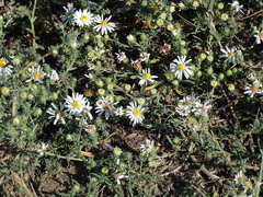Symphyotrichum ericoides