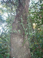 Pyrrosia confluens