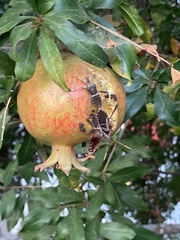 Leptoglossus zonatus