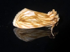 Cirrhophanus triangulifer