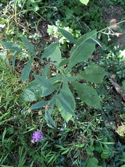 Vernonia glauca