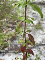 Trichostema dichotomum