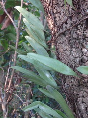 Pyrrosia confluens