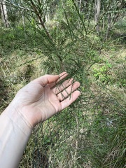 Melaleuca irbyana