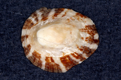 Cellana