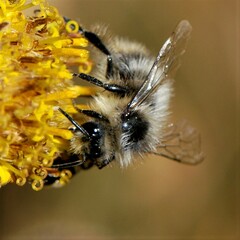 Bombus frigidus
