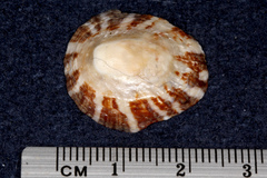 Cellana