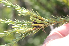 Leucadendron stellare