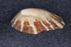 Cellana