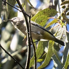 Leiothlypis virginiae