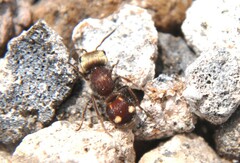 Pseudomethoca quadrinotata