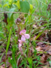Phaseolus pedicellatus