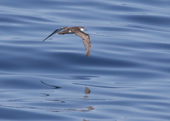 Puffinus lherminieri