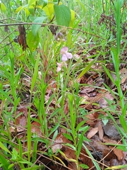Phaseolus pedicellatus