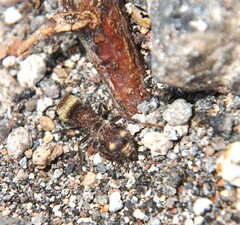 Pseudomethoca quadrinotata