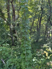 Menispermum canadense