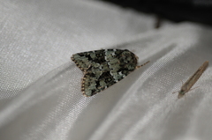 Lacinipolia