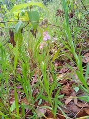 Phaseolus pedicellatus