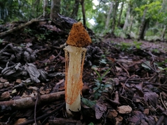 Phallus cinnabarinus